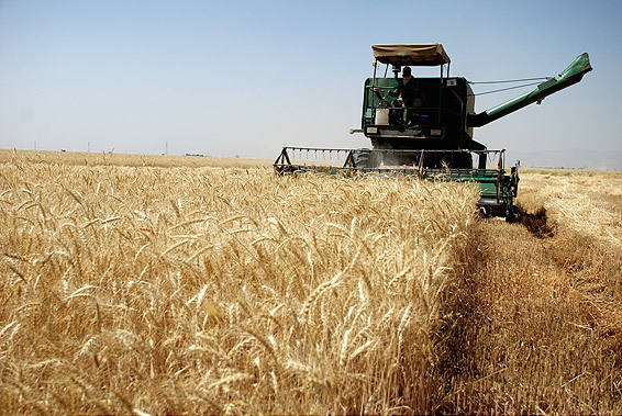 Agriculture Wheat