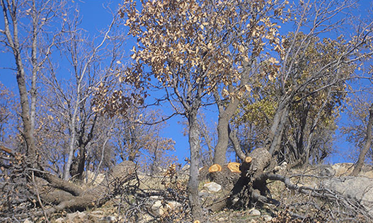 Jangal-Zagros